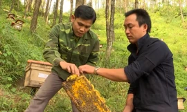 Mèo Vạc vào mùa vụ khai thác mật ong bạc hà