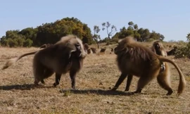 Khỉ đực nổi điên khi phát hiện con cái 'ngoại tình'