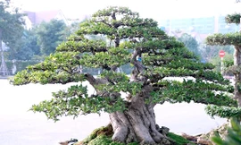 Cây mai chiếu thủy trăm tuổi giá 800 triệu đồng