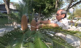 Cây vạn tuế hơn 100 tuổi trổ cùng lúc hai bông hoa