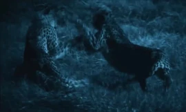 Hai đàn báo săn quyết chiến trong đêm