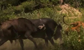 Trâu rừng kéo quân tấn công đàn sư tử và cái kết bất ngờ