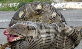 Trăn ăn thịt cá sấu, lợn nhờ hàm mở rộng 150 độ