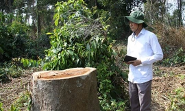 61 cây gỗ trong khu bảo tồn bị 'chặt nhầm'