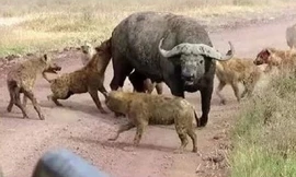 Động vật săn mồi thành công nhất châu Phi