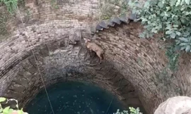 Giải cứu linh dương mắc kẹt dưới giếng sâu 20 m