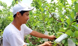 Trồng ổi trên đất phèn thu 700 triệu mỗi năm