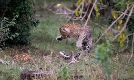 Liều lĩnh tấn công báo đốm, trăn đá nhận kết cục bi thảm