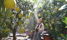 Bưởi Diễn bonsai xuống phố chờ Tết