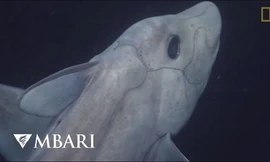 Hình ảnh hiếm có đầy ấn tượng về “cá mập ma” dưới đại dương