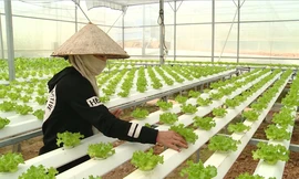 Đà Nẵng sản xuất rau củ quả công nghệ cao