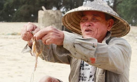 Kiếm tiền triệu mỗi ngày trong mùa đánh bắt ghẹ