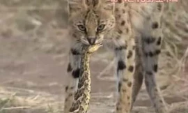 Rắn đuôi chuông khổng lồ chết thảm khi chạm mặt linh miêu