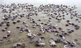 Ngao dạt vào biển Vũng Tàu dài hàng chục km