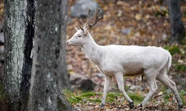 Hươu bạch tạng quý hiếm xuất hiện ven đường