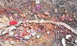 Phát hiện xác da rắn 7 đầu bên cạnh ngôi đền ở Ấn Độ 