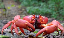 Đây là cách bầy kiến săn mồi hạ gục ăn thịt hết con cua 