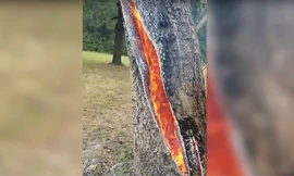 Kỳ lạ: Thân cây tách làm đôi và bốc cháy ngùn ngụt từ bên trong