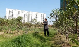 Vì sao hàng nghìn gốc đào tại Hà Nội bị vàng lá, chết khô trước Tết?