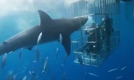  Cá mập trắng lao đầu vào lồng sắt tấn công người và cái kết bi thảm