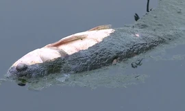 Ô nhiễm môi trường do tràn bể thải sinh học