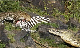 Cá sấu há miệng đe dọa báo hoa mai có ý định cướp mồi