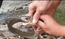 Tay không bắt sống rắn hổ bông quý hiếm dài gần 3m, nặng 4kg