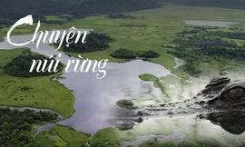 Ớn lạnh bước chân tới đầm lầy cá sấu xiêm trong rừng Nam Cát Tiên