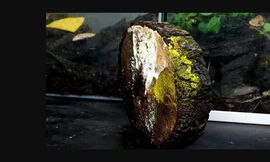 Sinh vật bí ẩn không não và có gần 720 giới tính