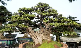 Ngắm tuyệt phẩm cây mai chiếu thủy trăm tuổi giá 800 triệu đồng