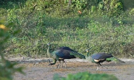 Đàn chim công xanh quý hiếm tại vườn Cát Tiên