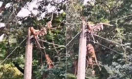 Đàn khỉ chết vì cố cứu đồng loại bị điện giật
