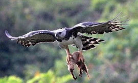 Khả năng săn mồi của loài đại bàng lớn nhất thế giới