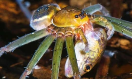 Lạnh gáy chứng kiến nhện khổng lồ săn cả chim, thằn lằn và chuột