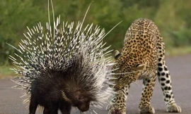 Báo hoa mai trả giá đắt vì liều mình săn nhím