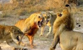 Sư tử bỏ mạng trong cuộc chiến tranh giành lãnh thổ
