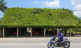 Quán cà phê làm từ 24 cây si