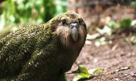 Hồi sinh loài vẹt nặng 'khủng' nhất thế giới