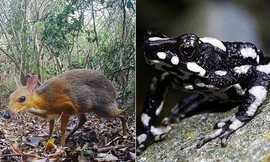 Những loài vật ngỡ tuyệt chủng tái xuất trong năm 2019