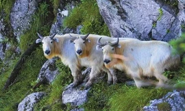 Loài vật nửa giống trâu nửa giống cừu trên dãy Tần Lĩnh