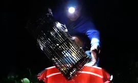 Nông dân dùng ngô làm mồi bắt cua đồng