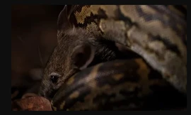 Chiến thuật săn mồi giúp trăn đá non đoạt mạng chuột