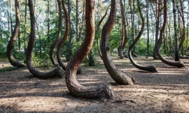 Đi tìm nguyên nhân rừng cây ở Ba Lan bị 'bẻ cong'