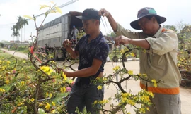 Làng hoa mai Bình Định vào vụ Tết