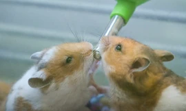 Mua chuột hamster chơi Tết