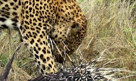 Vũ khí khiến động vật săn mồi phải dè chừng nhím