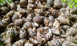 Nuôi ốc hương thu gần 1,5 tỷ mỗi năm