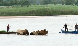 Hình ảnh người dân Phú Yên di chuyển gia súc lên bờ tránh bão