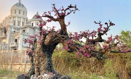 Cây đào bằng đá quý nặng hơn 2 tấn được rao giá nửa tỉ đồng ở Hà Nội