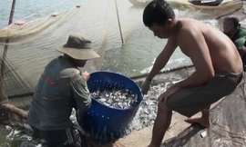 Điêu đứng vì cá tra bột